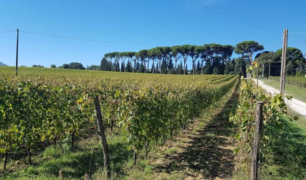 Vigneto di Montepulciano