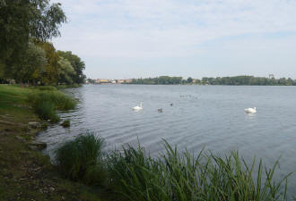 Foto Cigni e anatre nel Lago di mezzo di Mantova