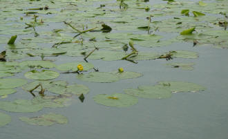 Fior_di_loto nel lago di Mantova