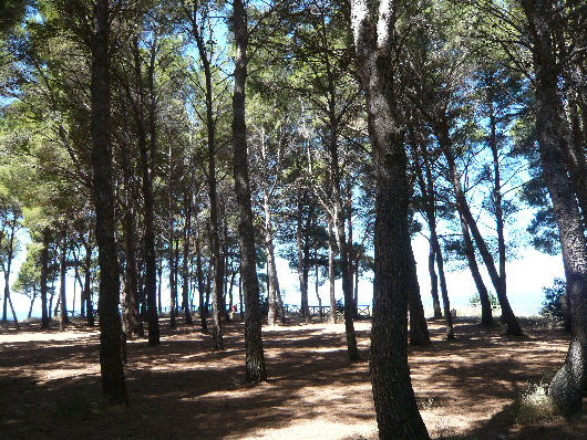 Pineta di Villa Damecuta a Capri