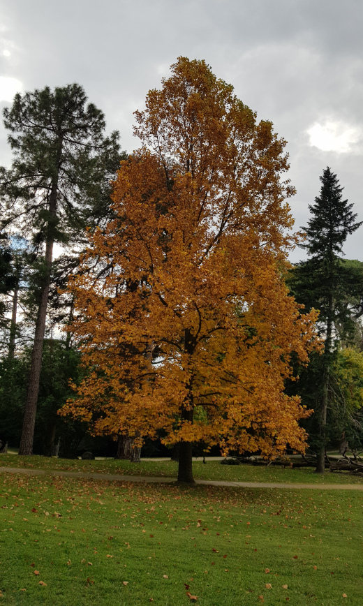 Un albero del Giardino_inglese