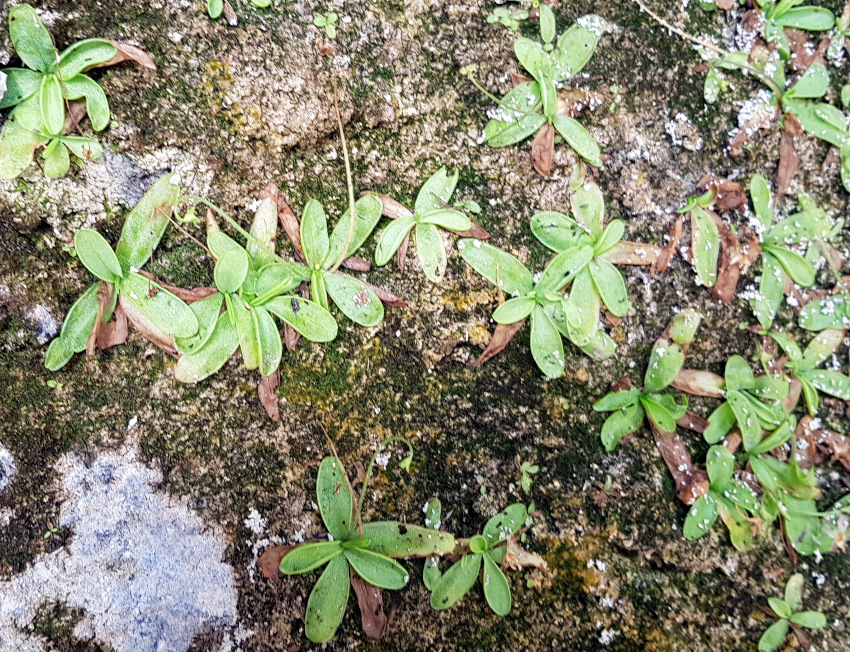 Pinguicola Hirtiflora