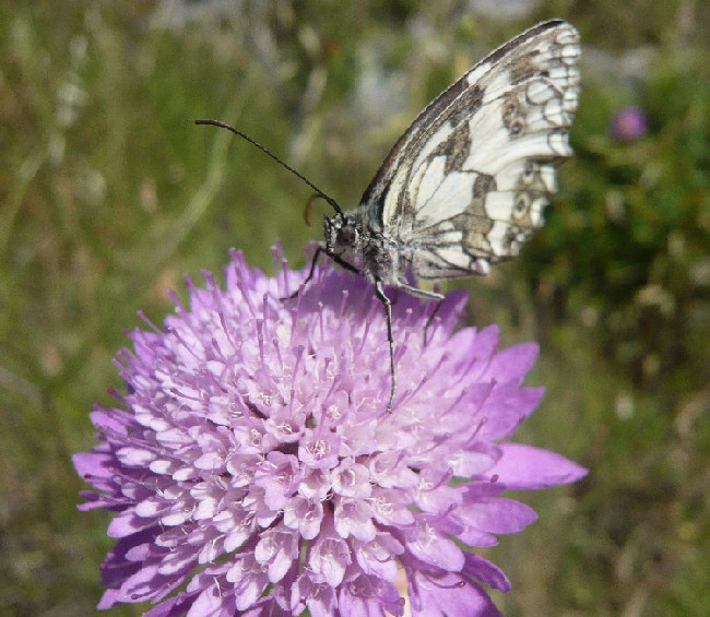 Farfalle su fiori