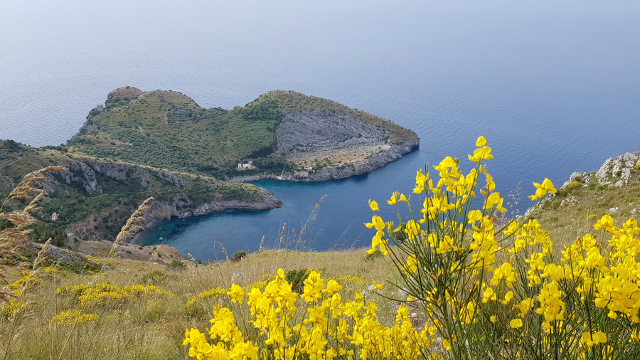 Baia di Ieranto con ginestra 