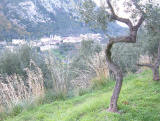 Veduta generale di Nerano da un campo di ulivi