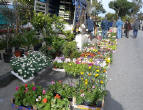 Mercatino dei fiori in Piazza Mercato