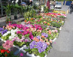 Mercatino dei fiori in Piazza Mercato