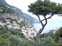 Positano con il caratteristico pino marittimo