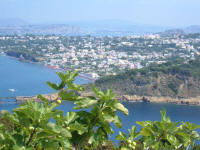 Veduta di PRocida dall'isolotto di Vivara