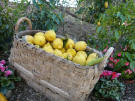 Limoni di Sorrento