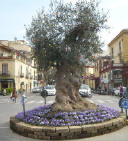 Ulivo gigante in Piazza Tasso durante il periodo pasquale