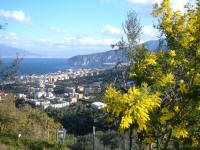 Veduta di Sorrento con mimosa