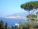 Veduta di Sorrento con pini marittimi