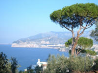 Veduta di Sorrento con pini marittimi