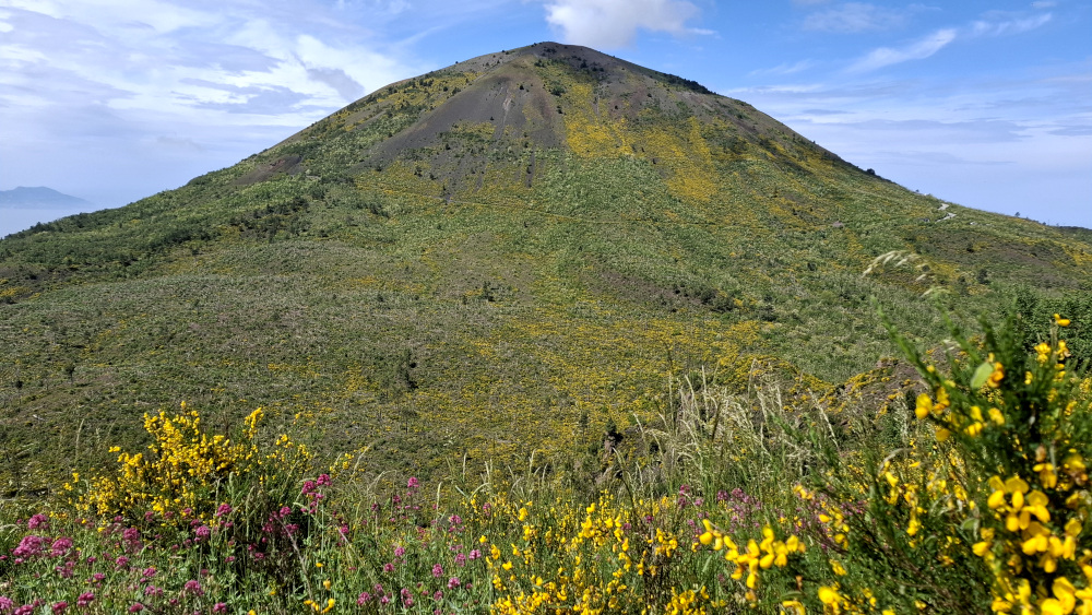 Cono del Vesuvio con ginestre