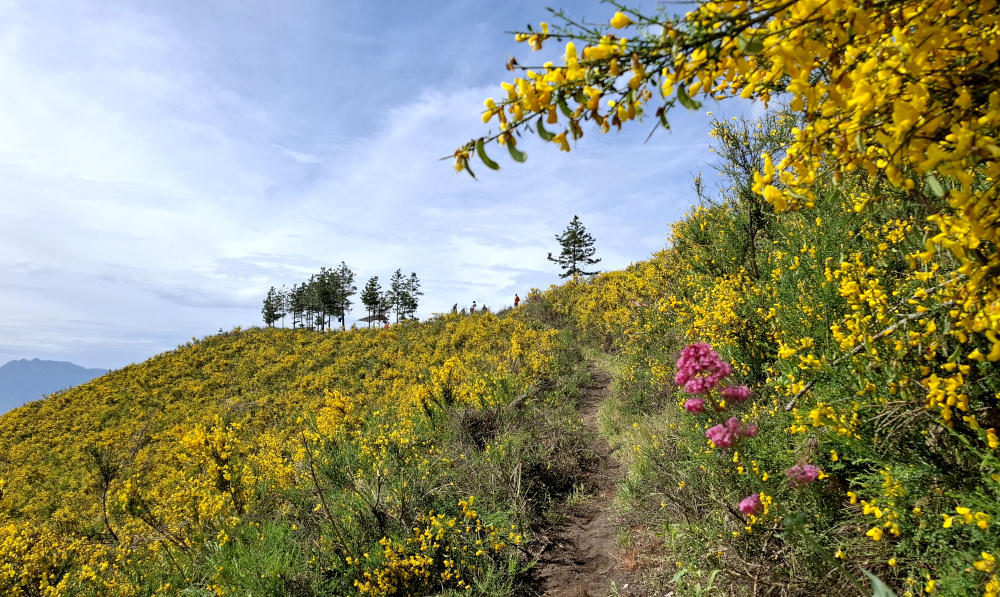 Sentiero del Vesuvio con ginestre