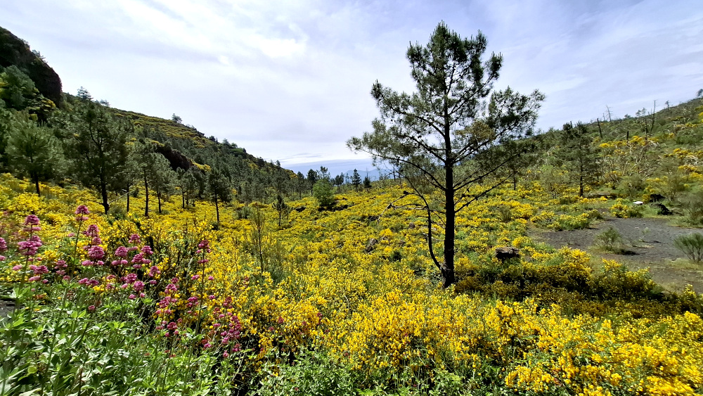 Valle dell'Inferno del Vesuvio con ginestre