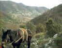 Sentiero di campagna con asino