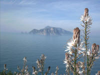 Asfodelo mediterranio con Capri sullo sfondo