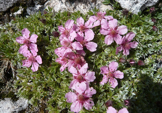 Flora ai piedi delle Tre_Cime di Lavaredo