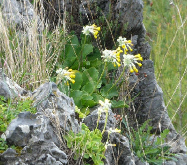 Primula di Palinuro