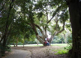 Un albero secolare del Parco di Capodimonte