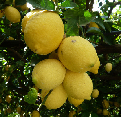 Grappolo di limoni