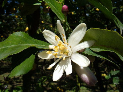 Fiore di limone