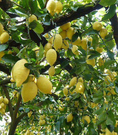 Limoni